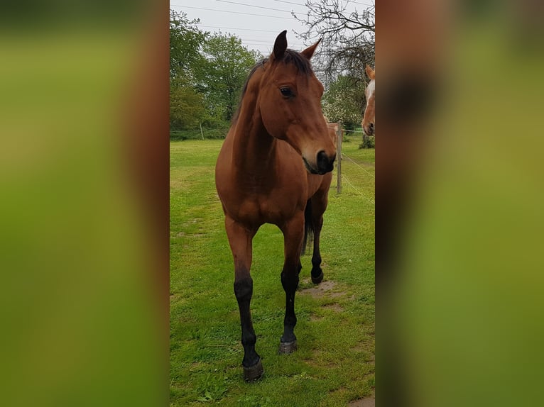 American Quarter Horse Castrone 19 Anni 156 cm Baio in Gaggenau