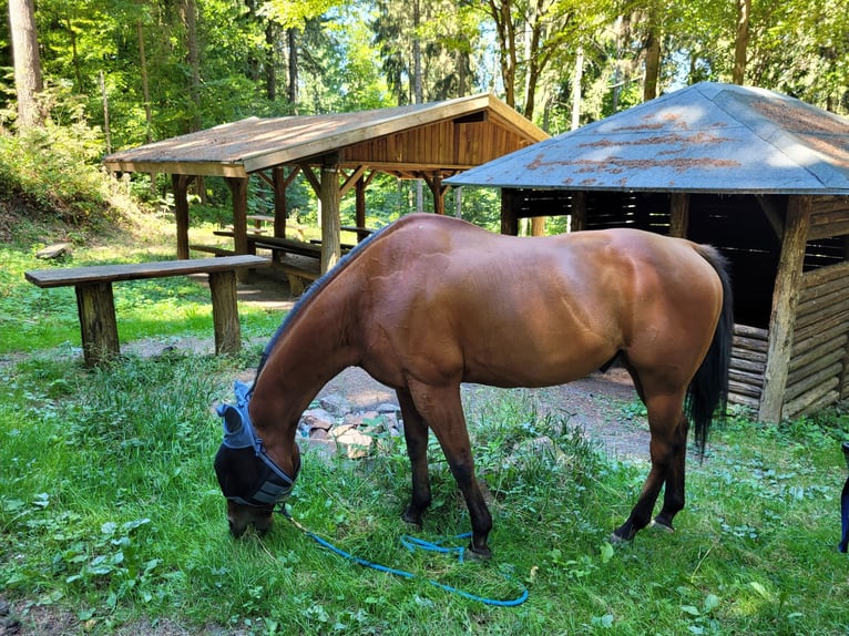 American Quarter Horse Castrone 19 Anni 156 cm Baio in Gaggenau