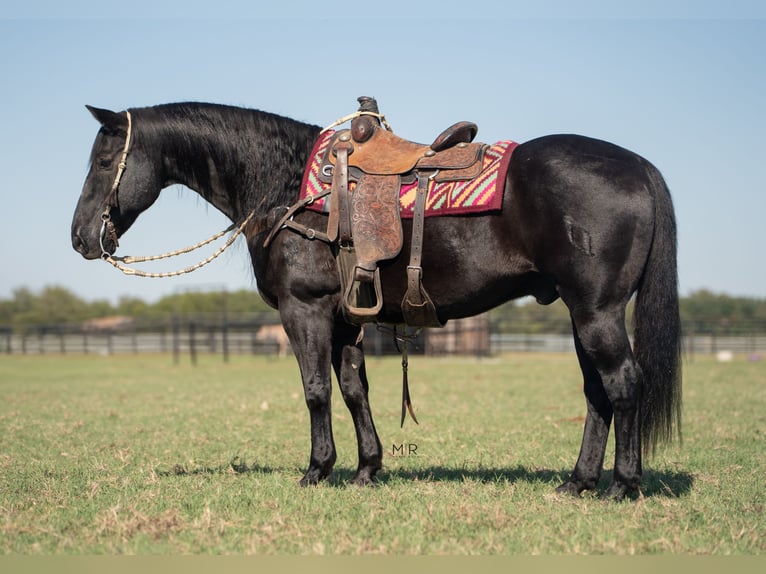 American Quarter Horse Castrone 19 Anni Morello in Madill