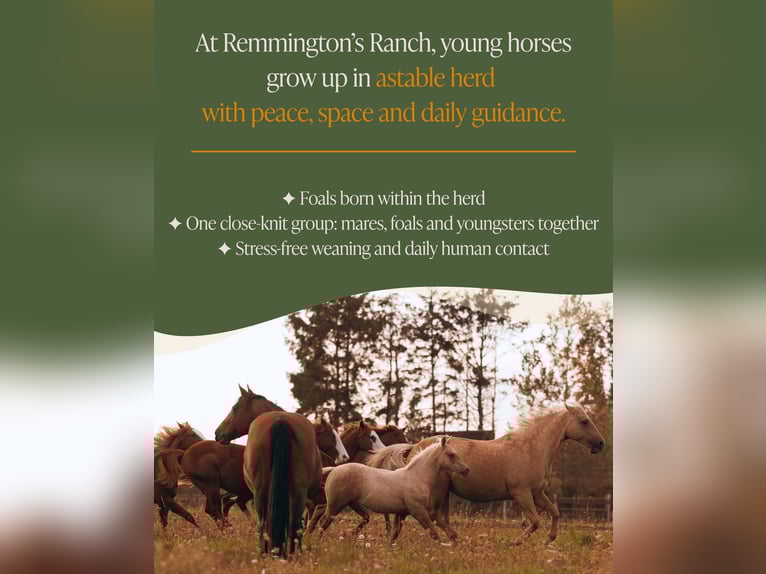 American Quarter Horse Castrone 1 Anno 135 cm Sauro in Arendonk