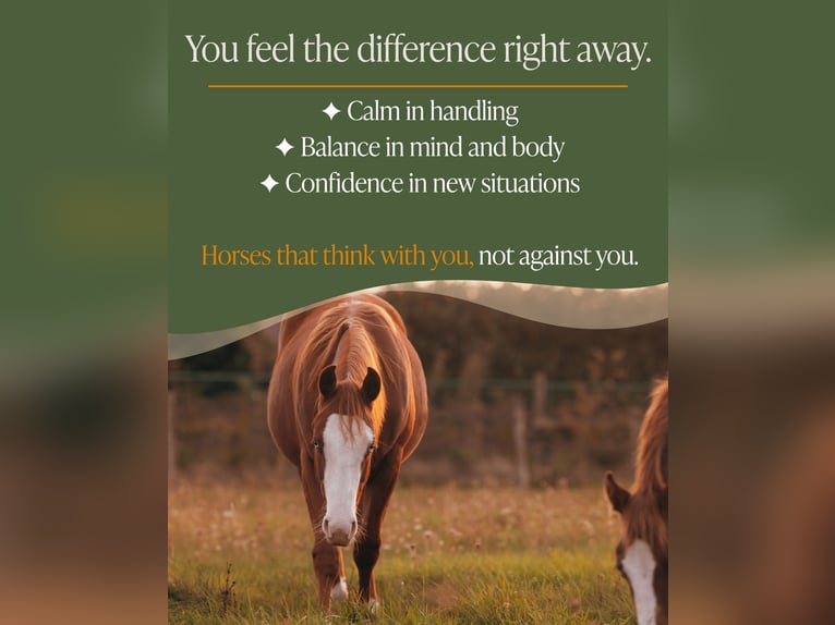 American Quarter Horse Castrone 1 Anno 135 cm Sauro in Arendonk