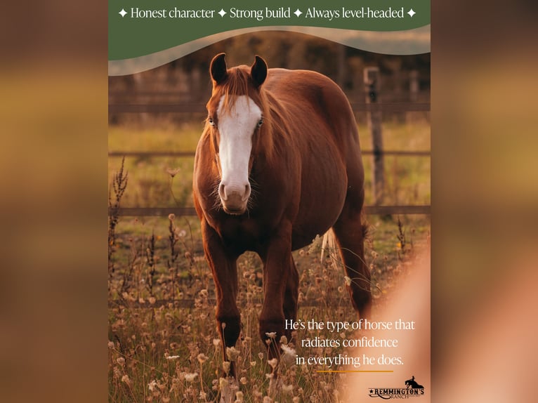 American Quarter Horse Castrone 1 Anno 135 cm Sauro in Arendonk