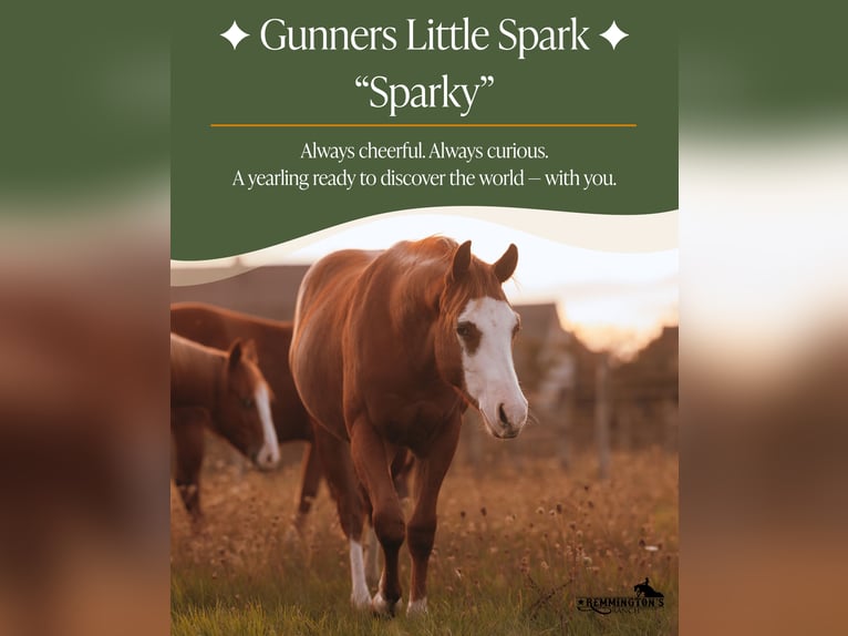 American Quarter Horse Castrone 1 Anno 135 cm Sauro in Arendonk