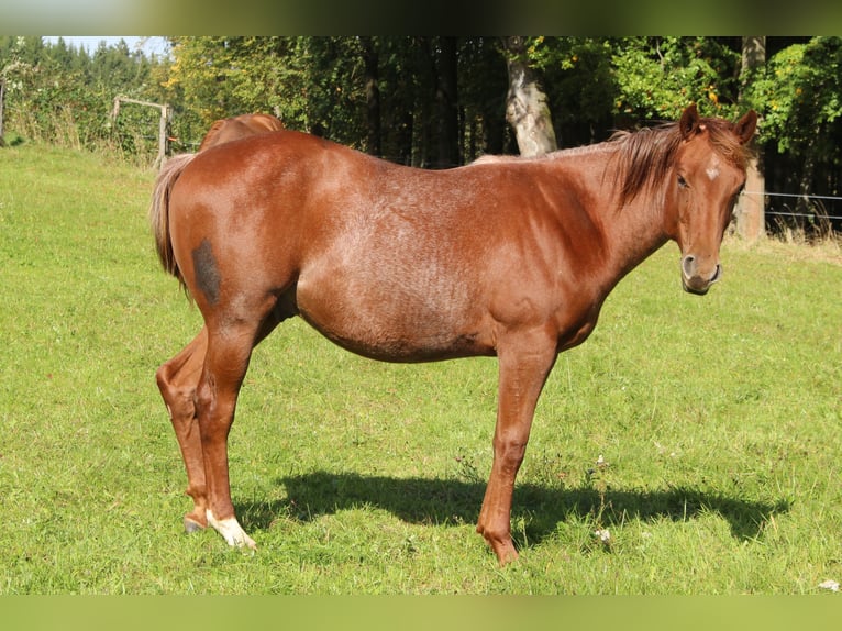 American Quarter Horse Castrone 1 Anno 138 cm Grigio rossastro in STÁRKOV