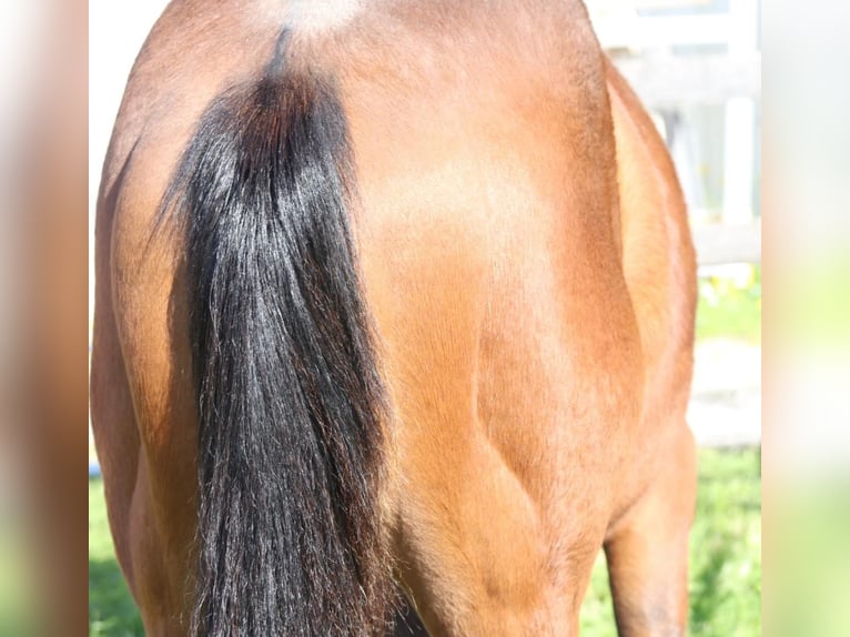 American Quarter Horse Castrone 1 Anno 140 cm Sauro in Aspach