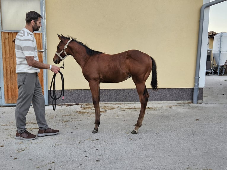 American Quarter Horse Castrone 1 Anno 140 cm Sauro in Aspach