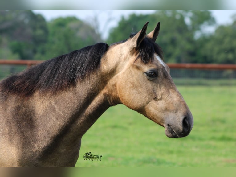 American Quarter Horse Castrone 1 Anno 142 cm Pelle di daino in Canton, TX