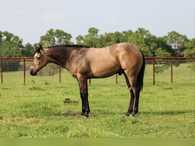 American Quarter Horse Castrone 1 Anno 142 cm Pelle di daino in Canton, TX