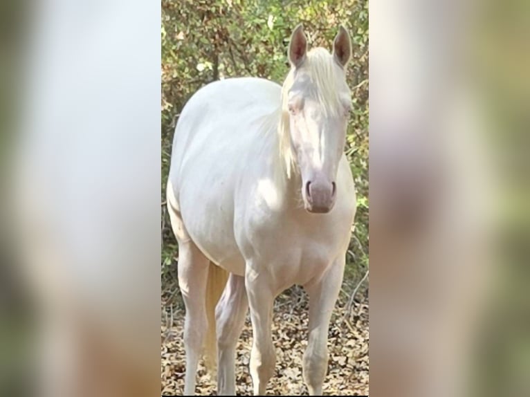 American Quarter Horse Castrone 1 Anno 142 cm Perlino in Cisco