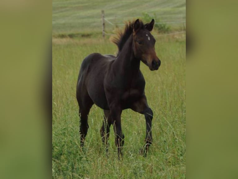 American Quarter Horse Castrone 1 Anno 145 cm Baio scuro in Linsburg