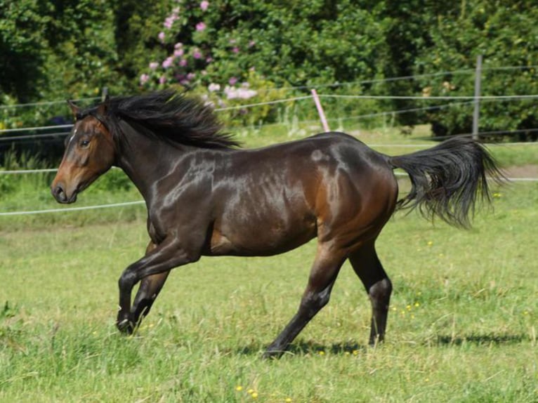 American Quarter Horse Castrone 1 Anno 148 cm Baio scuro in Linsburg