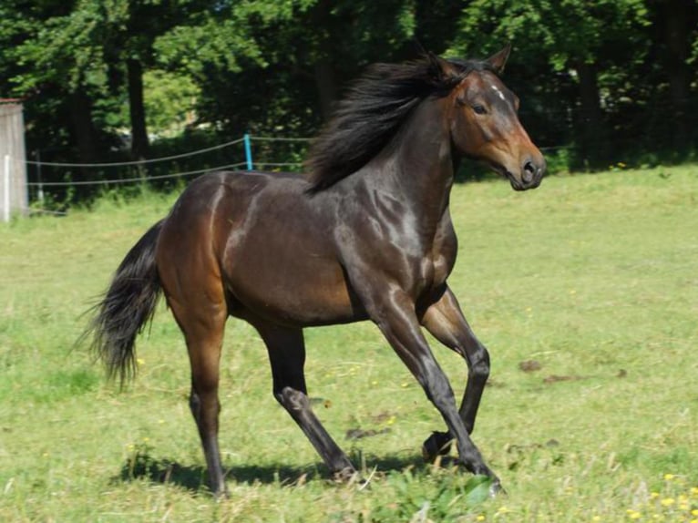 American Quarter Horse Castrone 1 Anno 148 cm Baio scuro in Linsburg
