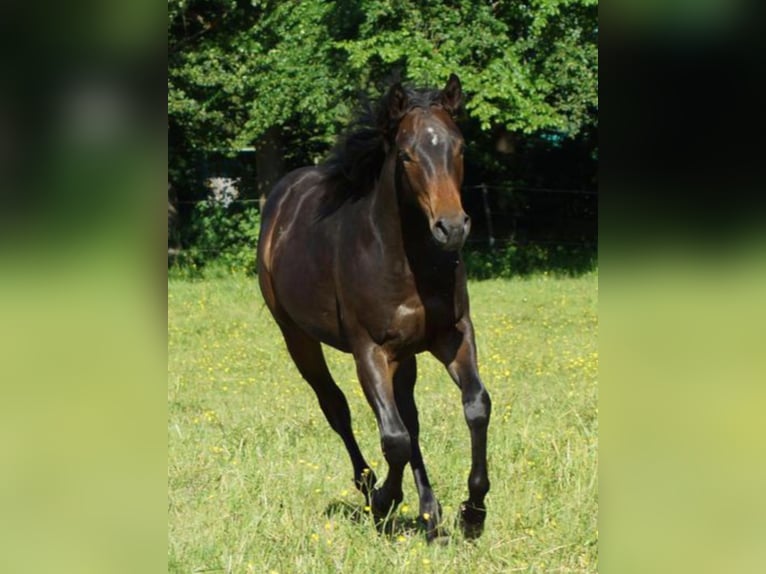 American Quarter Horse Castrone 1 Anno 148 cm Baio scuro in Linsburg