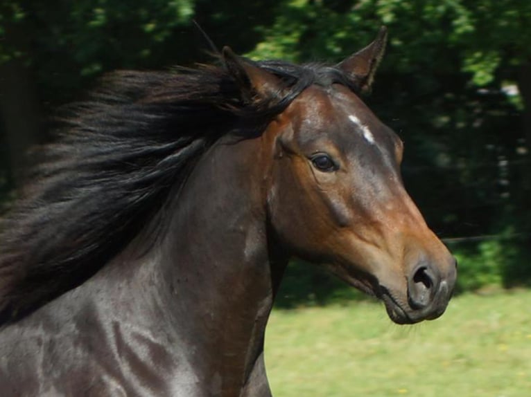 American Quarter Horse Castrone 1 Anno 148 cm Baio scuro in Linsburg