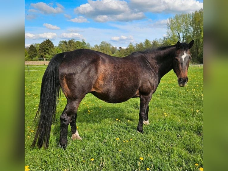 American Quarter Horse Castrone 1 Anno 150 cm Baio scuro in Harpstedt