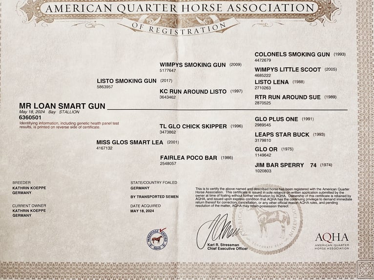 American Quarter Horse Castrone 1 Anno 150 cm Baio scuro in Harpstedt