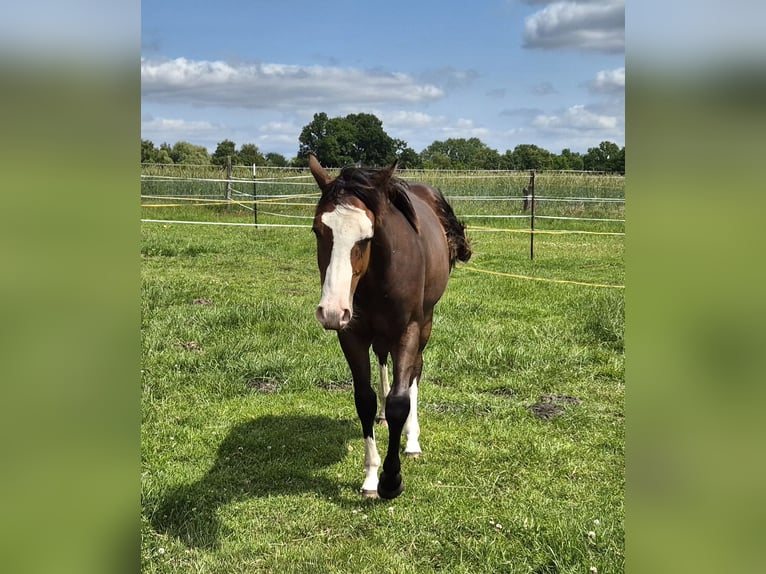 American Quarter Horse Castrone 1 Anno 150 cm Baio scuro in Harpstedt