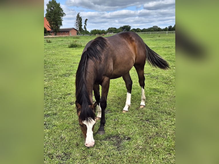 American Quarter Horse Castrone 1 Anno 150 cm Baio scuro in Harpstedt