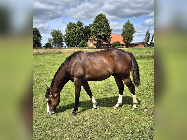 American Quarter Horse Castrone 1 Anno 150 cm Baio scuro in Harpstedt