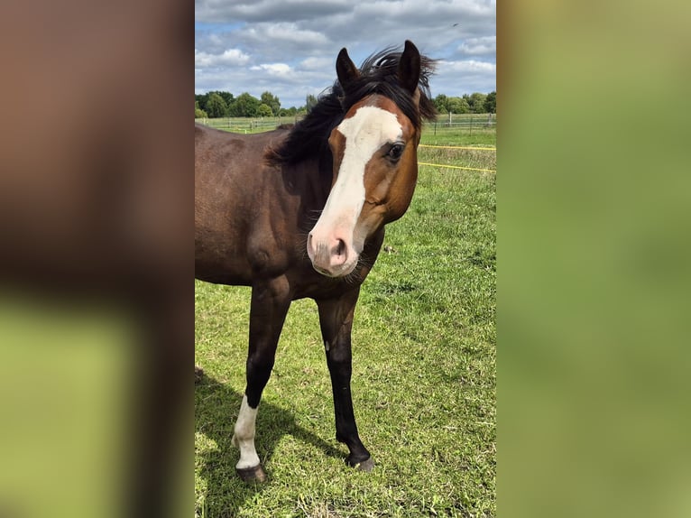 American Quarter Horse Castrone 1 Anno 150 cm Baio scuro in Harpstedt
