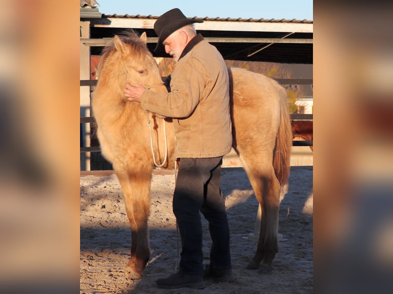 American Quarter Horse Castrone 1 Anno 150 cm Champagne in Müglitztal