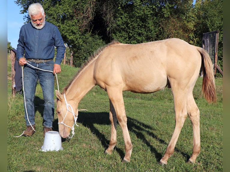 American Quarter Horse Castrone 1 Anno 150 cm Champagne in Müglitztal