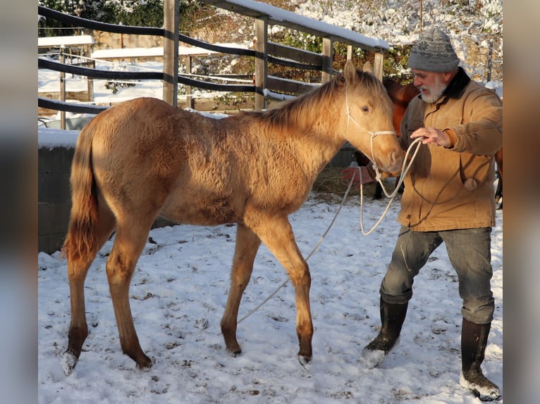 American Quarter Horse Castrone 1 Anno 150 cm Champagne in Müglitztal