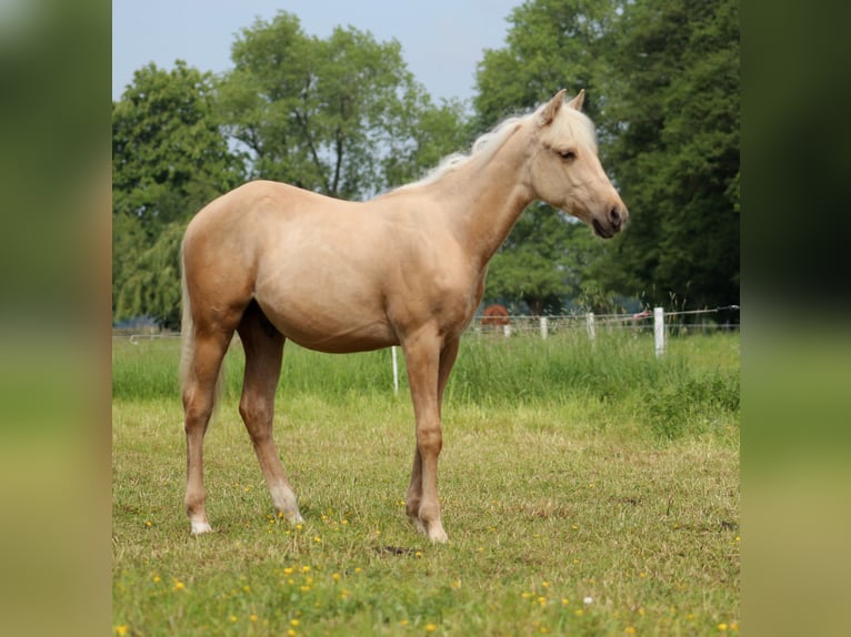 American Quarter Horse Castrone 1 Anno 150 cm Palomino in Stade