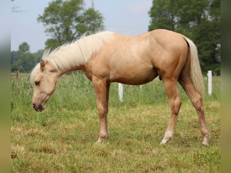 American Quarter Horse Castrone 1 Anno 150 cm Palomino in Stade