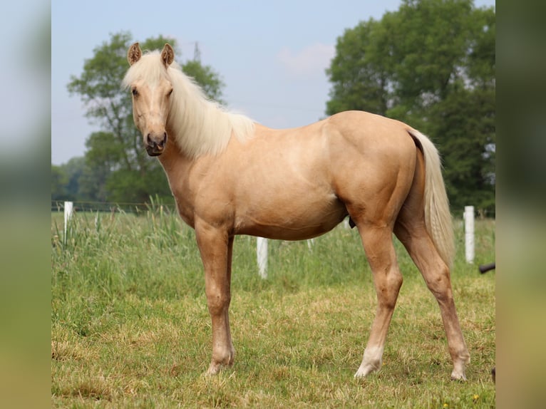 American Quarter Horse Castrone 1 Anno 150 cm Palomino in Stade