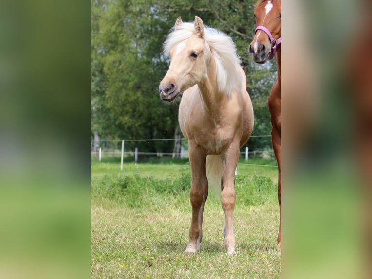 American Quarter Horse Castrone 1 Anno 150 cm Palomino in Stade