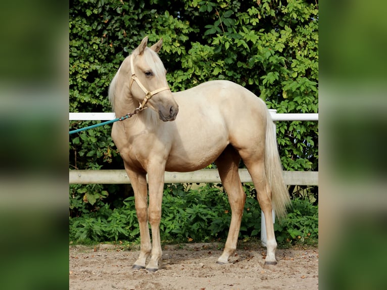 American Quarter Horse Castrone 1 Anno 150 cm Palomino in Stade