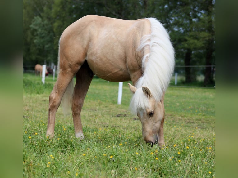 American Quarter Horse Castrone 1 Anno 150 cm Palomino in Stade