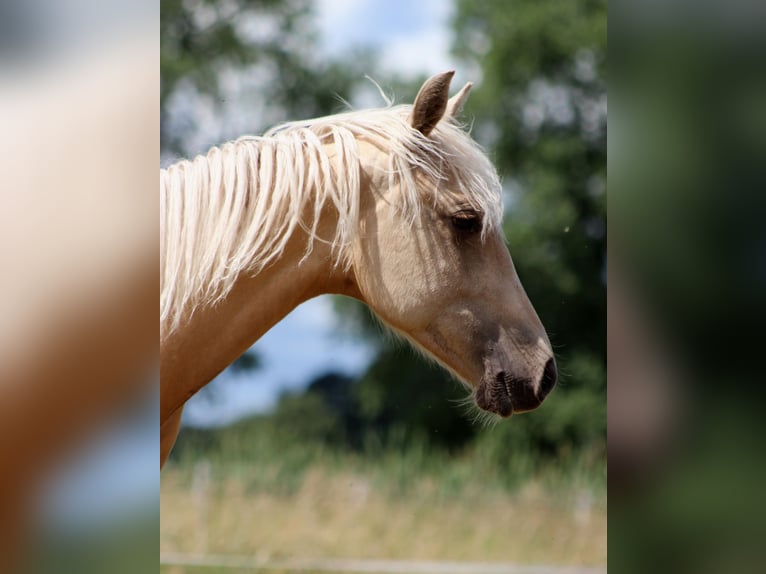 American Quarter Horse Castrone 1 Anno 150 cm Palomino in Stade