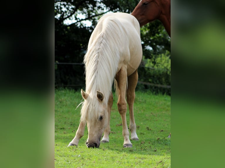 American Quarter Horse Castrone 1 Anno 150 cm Palomino in Stade