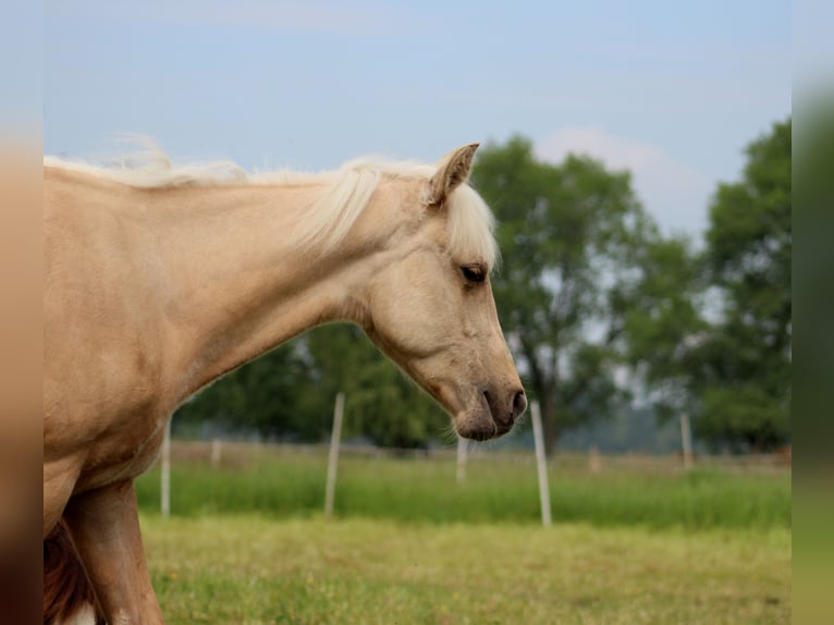 American Quarter Horse Castrone 1 Anno 150 cm Palomino in Stade