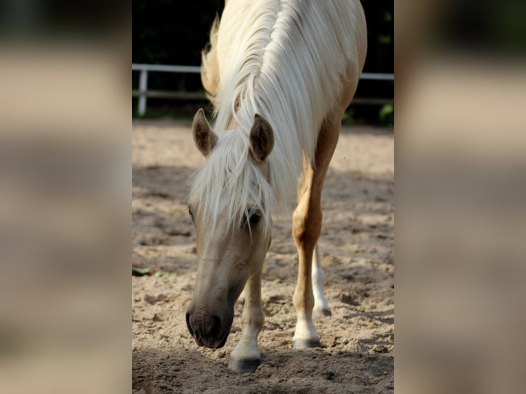 American Quarter Horse Castrone 1 Anno 150 cm Palomino in Stade