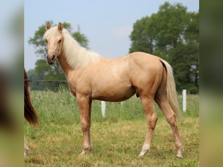 American Quarter Horse Castrone 1 Anno 150 cm Palomino in Stade