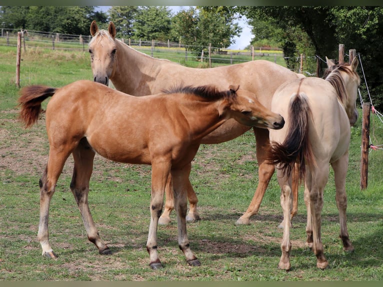 American Quarter Horse Castrone 1 Anno 150 cm Pelle di daino in Müglitztal