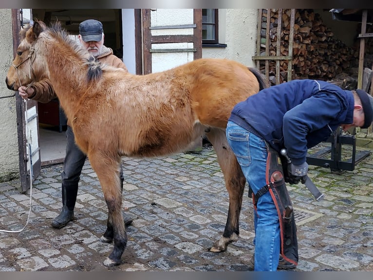 American Quarter Horse Castrone 1 Anno 150 cm Pelle di daino in Müglitztal