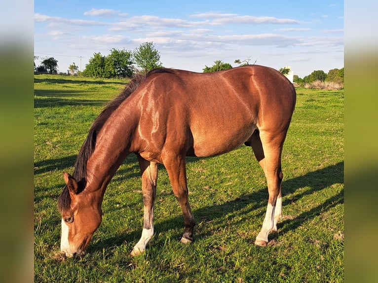American Quarter Horse Castrone 1 Anno 152 cm Baio in Weste