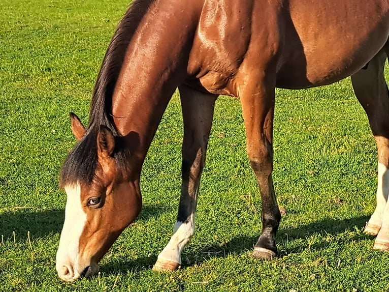 American Quarter Horse Castrone 1 Anno 152 cm Baio in Weste