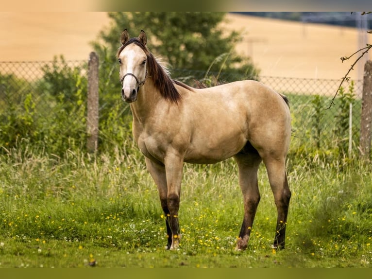 American Quarter Horse Castrone 1 Anno 153 cm Pelle di daino in Duingen