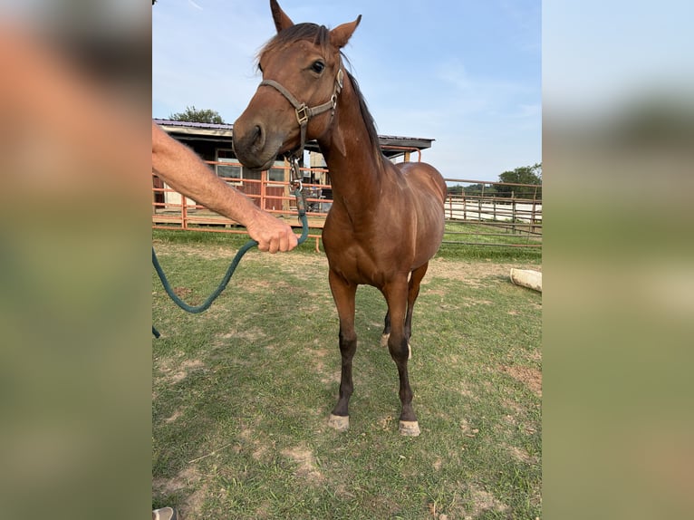 American Quarter Horse Castrone 1 Anno Baio ciliegia in Kirksey