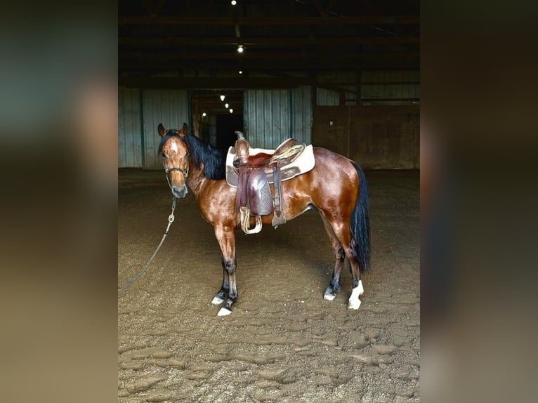 American Quarter Horse Castrone 1 Anno Baio ciliegia in West Mansfield