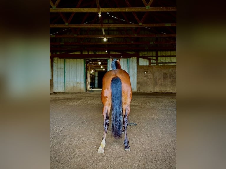 American Quarter Horse Castrone 1 Anno Baio ciliegia in West Mansfield
