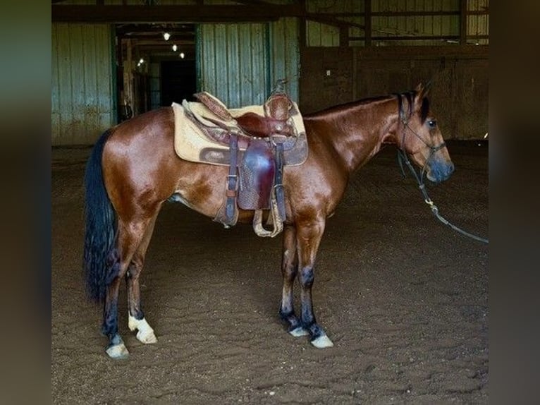 American Quarter Horse Castrone 1 Anno Baio ciliegia in West Mansfield