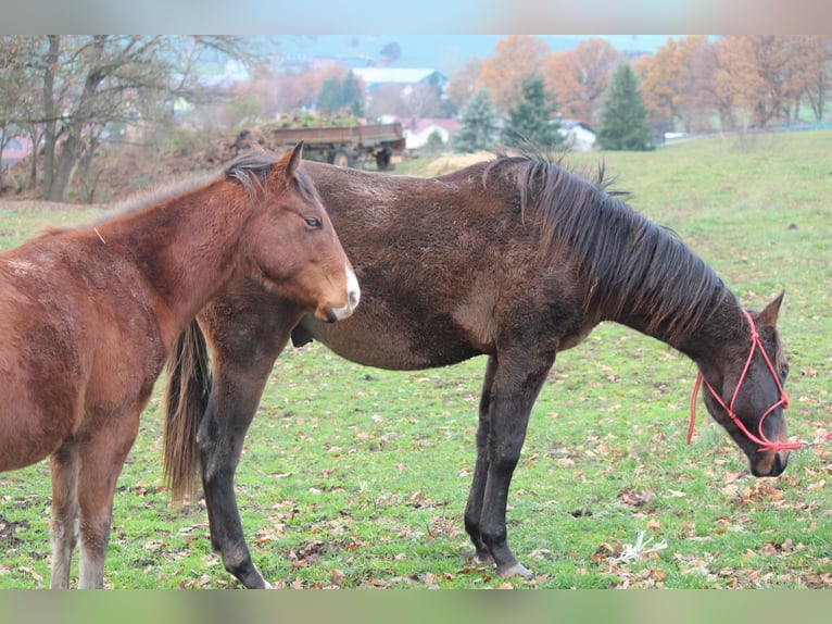 American Quarter Horse Castrone 1 Anno Baio in Rosa