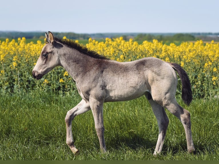 American Quarter Horse Castrone 1 Anno Pelle di daino in Ehingen