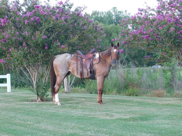 American Quarter Horse Castrone 20 Anni 152 cm Roano rosso in Mt Hope